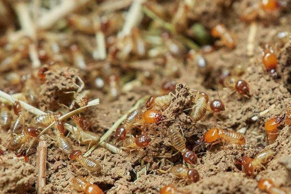 Termite-Resistant Building Tips for Blue Mountains Residents
